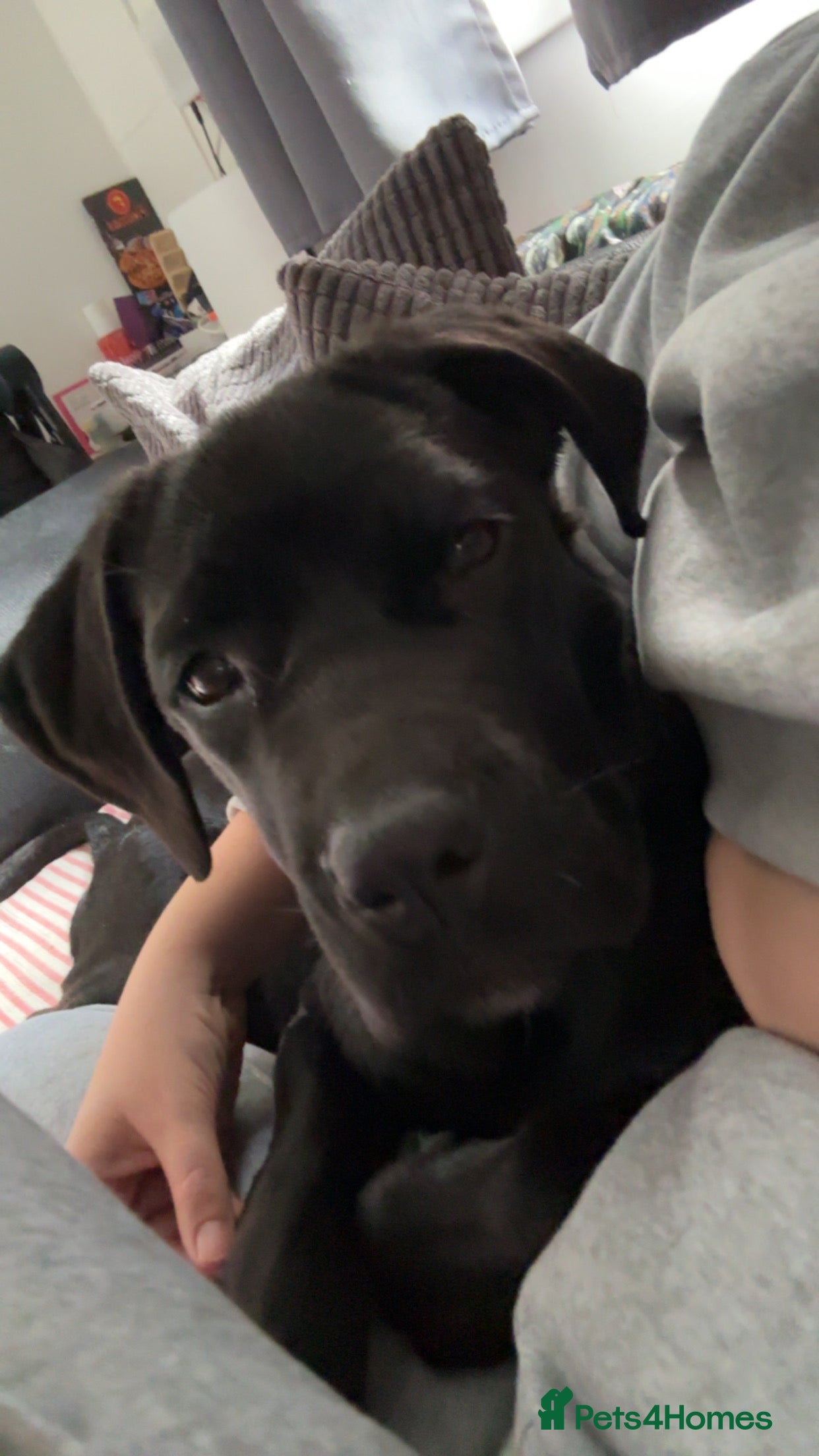 Cane Corso dogs Female Cane Corso Puppy - Advert 3