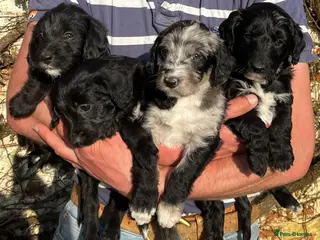 Bordoodle dogs Merle and Black & White Mini Bordoodles - Advert 4