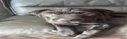Mixed Breed reptiles for sale: Mixed breed pups for sale  - Advert 6