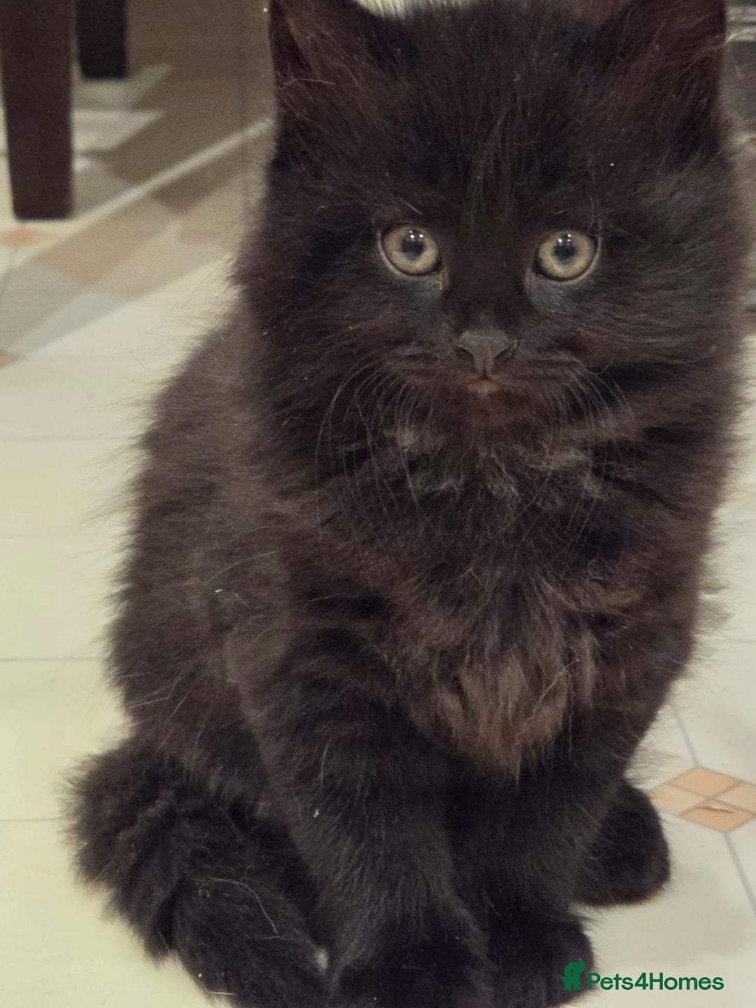 Mixed Breed cats for sale: ***Five Kittens For Sale*** - Advert 14