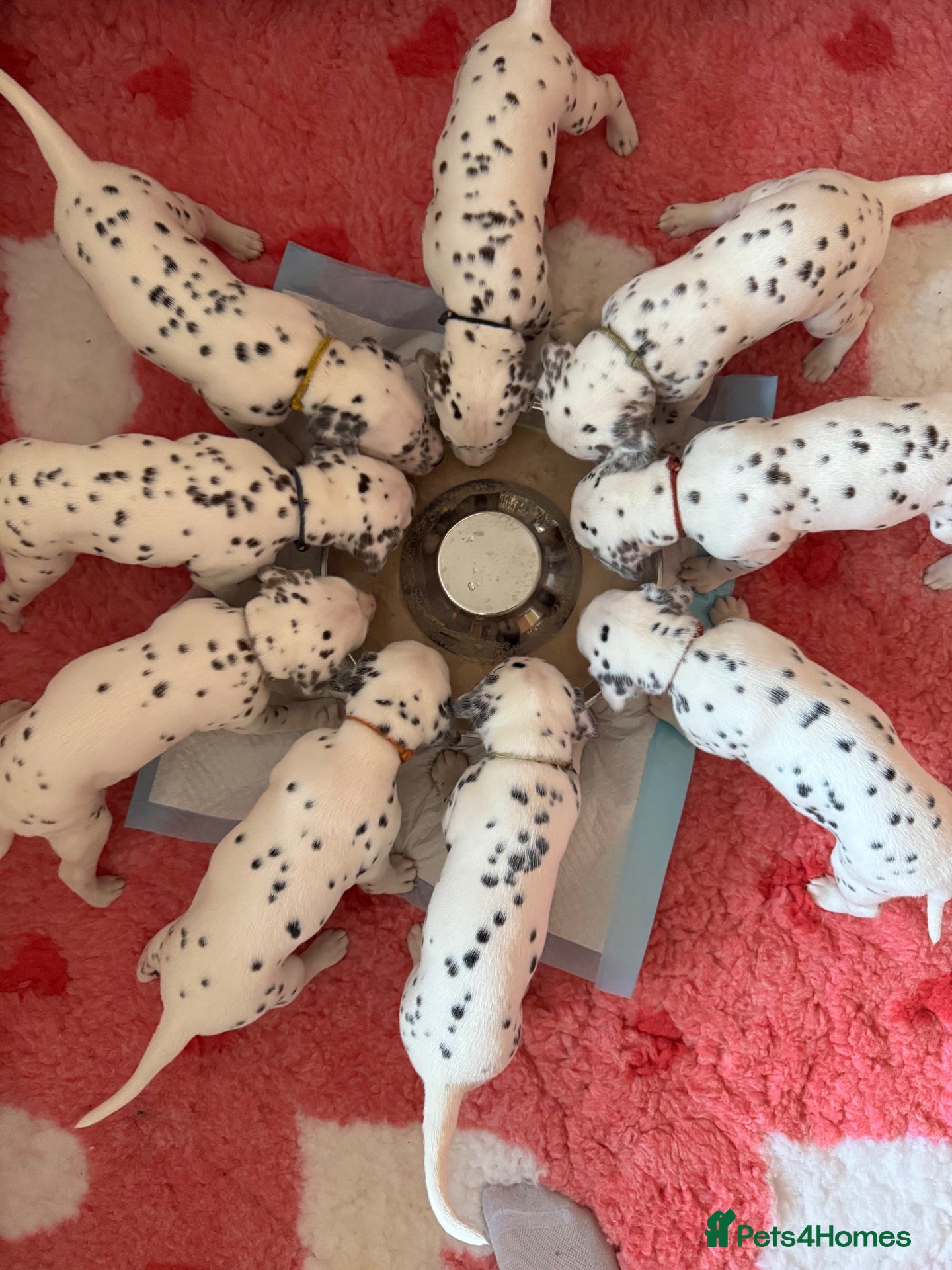 Dalmatian dogs Eagerly Awaited Litter Now Here 💫 - Advert 2