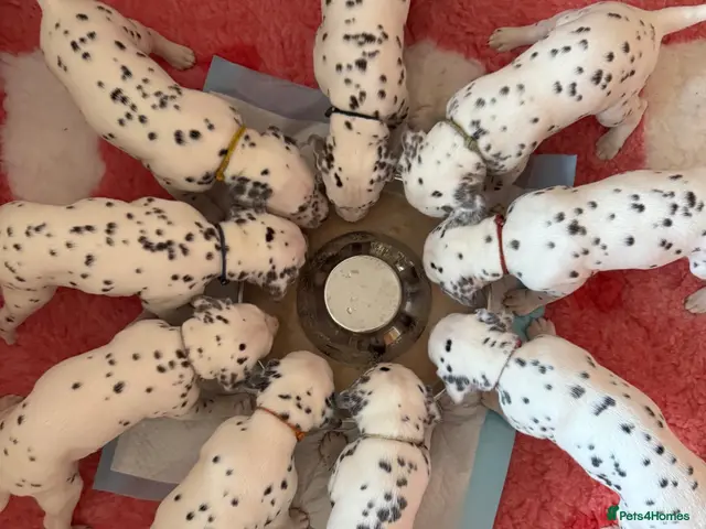 Dalmatian dogs for sale: Eagerly Awaited Litter Now Here 💫 - Advert 2