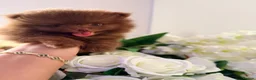 Pomeranian dogs for sale: 🧸 Exceptional Teddy Bear Boys  Rare Colours👑 - Advert 6