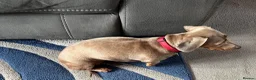 Miniature Dachshund dogs for sale: 3yo Beautiful kc reg, health tested - Advert 2