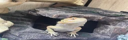 Bearded Dragon reptiles for sale: Henry is looking for a new loving home. in Taunton - Advert 3