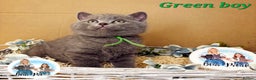 British Shorthair cats for sale: 4 beautiful British short hairs available  - Advert 12