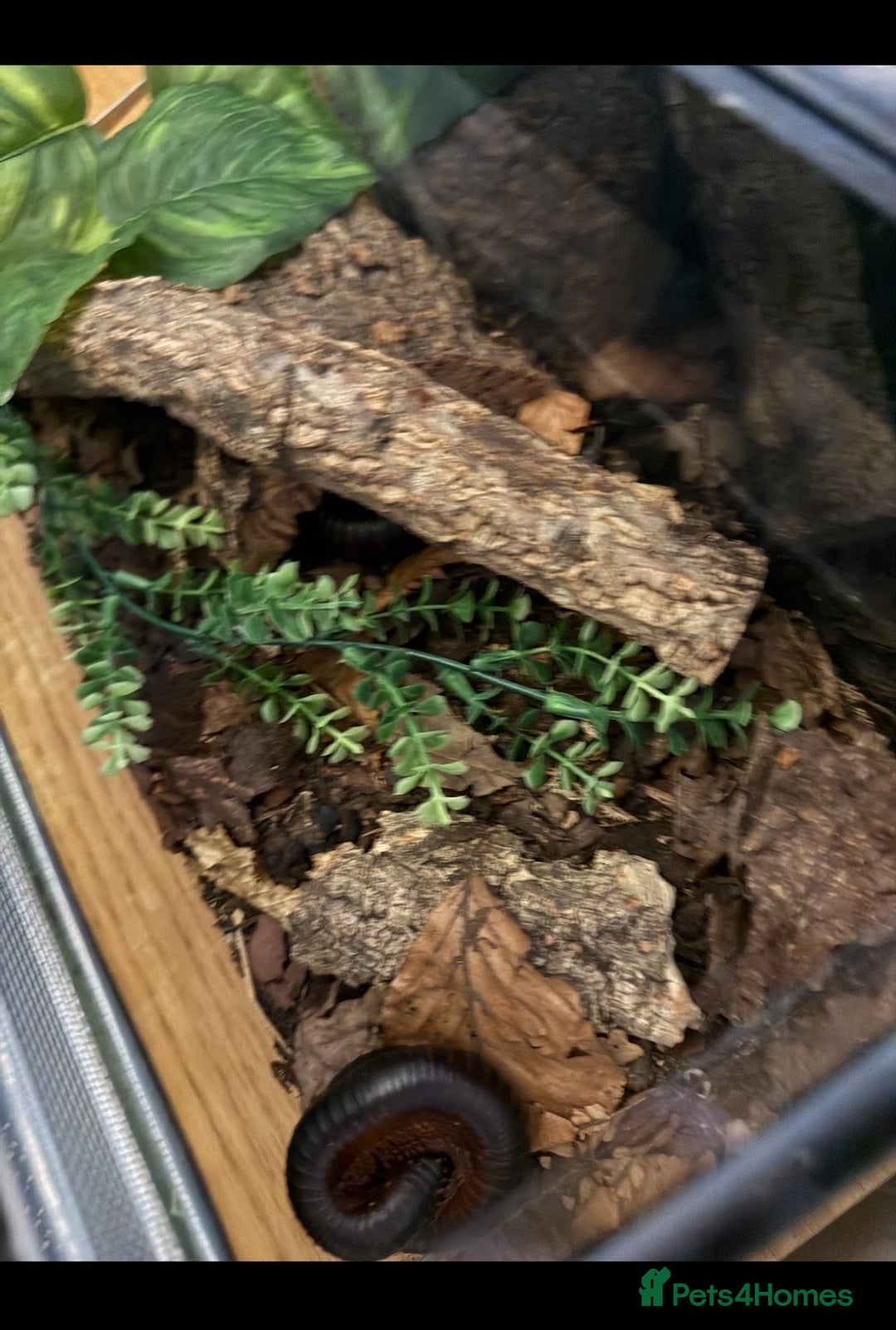 Millipedes invertebrates for sale: Giant Millipedes - African & Chocolate - Advert 2