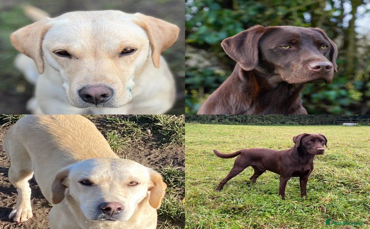 Labrador Retriever dogs - Advert 2