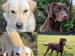 Labrador Retriever dogs WAITING LIST - KC Reg Fully Health Tested parents - Advert 9