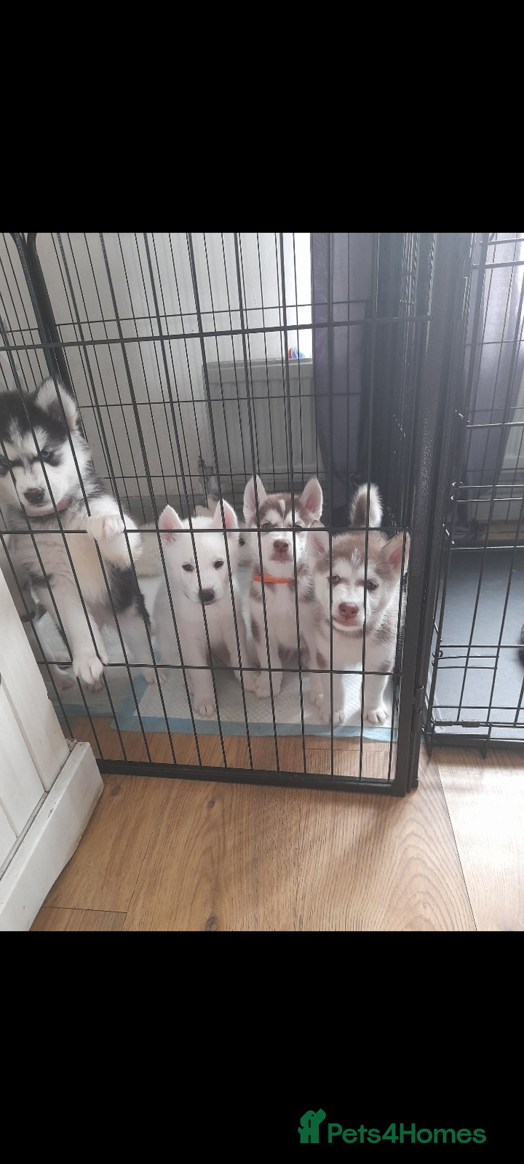 Siberian Husky dogs for stud: Nero  - Advert 7