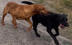 Labrador Retriever dogs for stud: Stunning KC reg, health tested Labrador for stud - Image 3