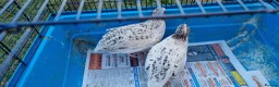 Quail poultry for sale: Coturnix quail - Advert 4