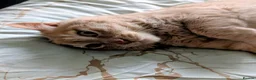 Mixed Breed cats for sale: Cuddly indoor male cat needing new home. - Advert 4