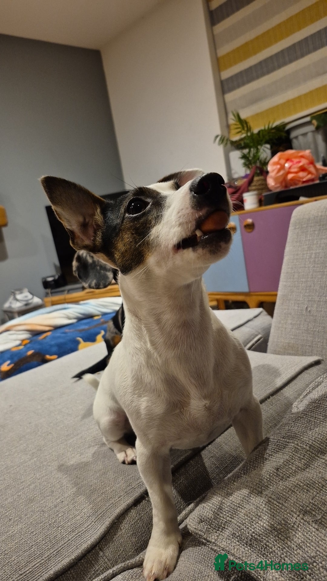 Jack Russell dogs for sale: Jack russle pups for sale - Advert 20