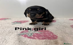 Dachshund dogs for sale: Dachshund pups  - Image 3