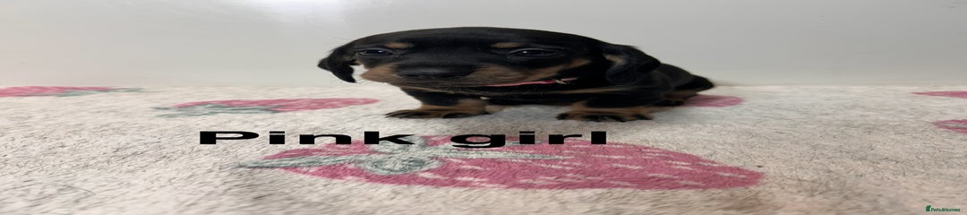 Dachshund Puppy 6 (Pink girl)