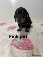 Dachshund dogs - Advert 2