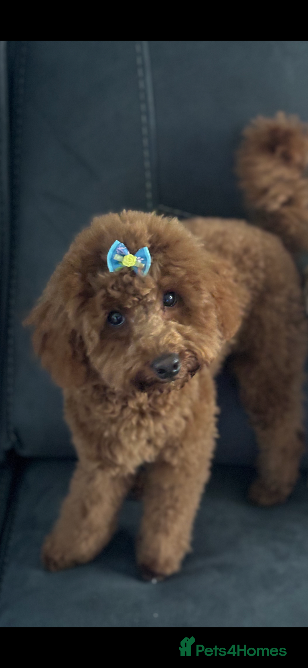 Toy Poodle dogs for sale: Toy poodle puppies  - Advert 8