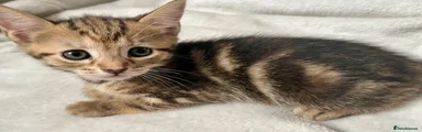 Bengal 8