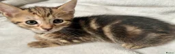 Bengal cats for sale: Bengal X Kittens With Famous Siblings!  - Advert 28