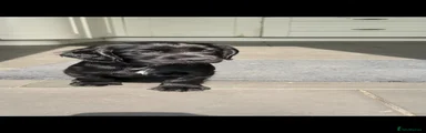 Cocker Spaniel Puppy 4