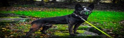 Belgian Shepherd Dog dogs for sale: Elite Dutch Shepherd Panther Reluctant Right Home - Advert 1