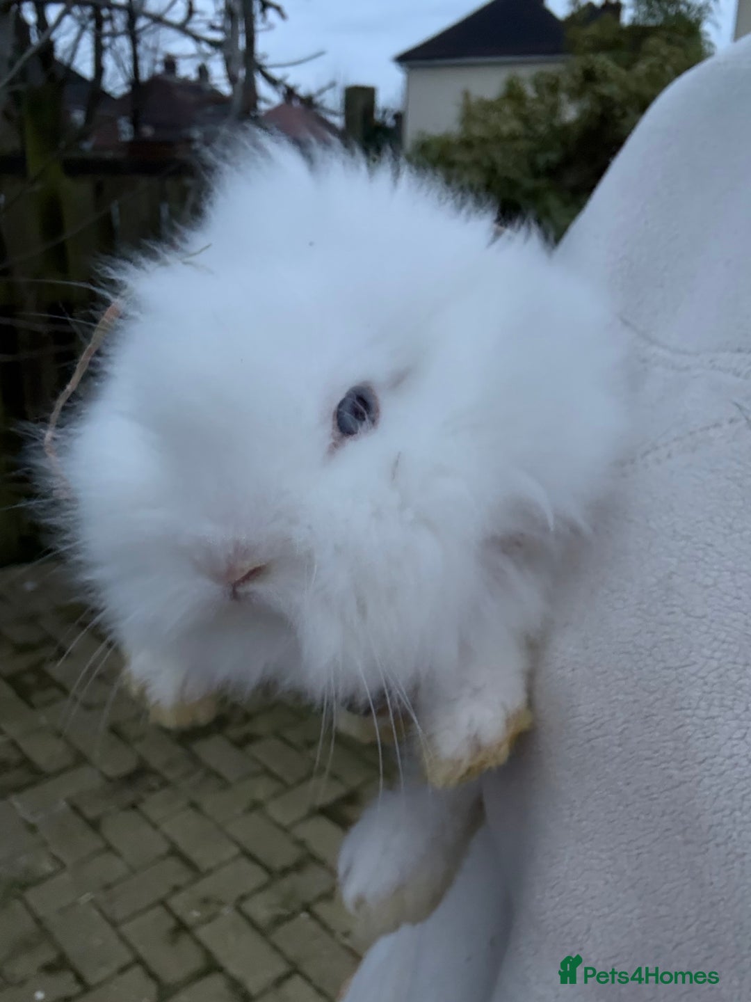 Lionhead rabbits for sale: Lionhead babies - Advert 1