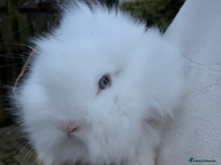 Lionhead rabbits Lionhead babies - Advert 3