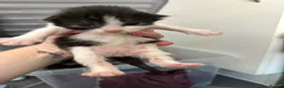 Mixed Breed cats for sale: Maine coon X in Fordingbridge - Advert 6