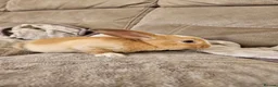 Mini Lop rabbits for sale: Baby minilop doe  - Advert 5