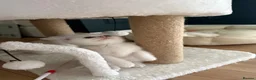 British Shorthair cats for sale: Fluffy British Shorthair & Fold Kittens 🐈‍⬛  - Advert 14