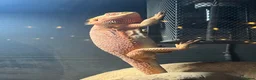Bearded Dragon reptiles for sale: 5 year old bearded dragon in Buntingford - Advert 3