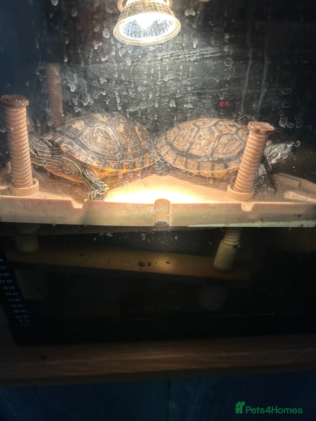 Terrapin reptiles for sale: terrapins and tank - Advert 1