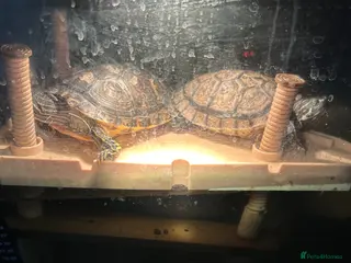 Terrapin reptiles terrapins and tank - Advert 3
