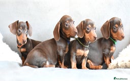 Miniature Dachshund dogs for sale: Miniature Dachshund Boys **READY NOW** - Image 4