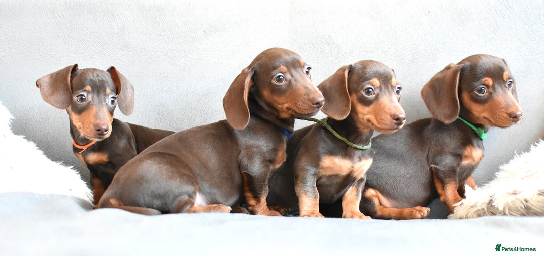 Miniature Dachshund dogs for sale: Miniature Dachshund Boys **READY NOW** - Image 4