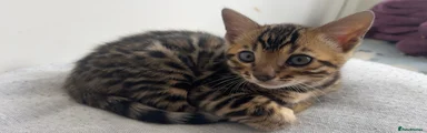 Bengal Kitten 1