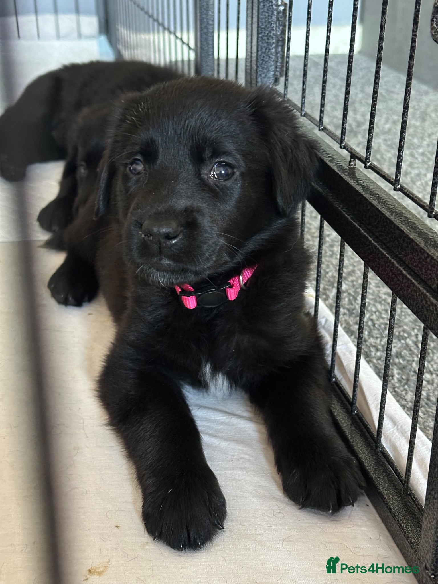 Golden Shepherd dogs 1 girl & 1 boy left 🌸🐾 Golden Shepherd Puppies  - Advert 2