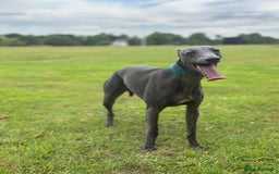 Whippet dogs for stud: Whippet for stud  in Elgin - Image 4