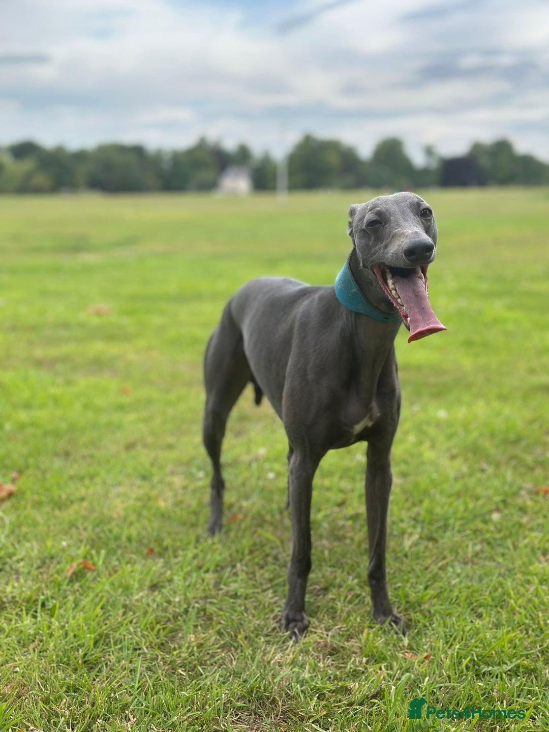 Whippet dogs for stud: Whippet for stud  in Elgin - Image 4