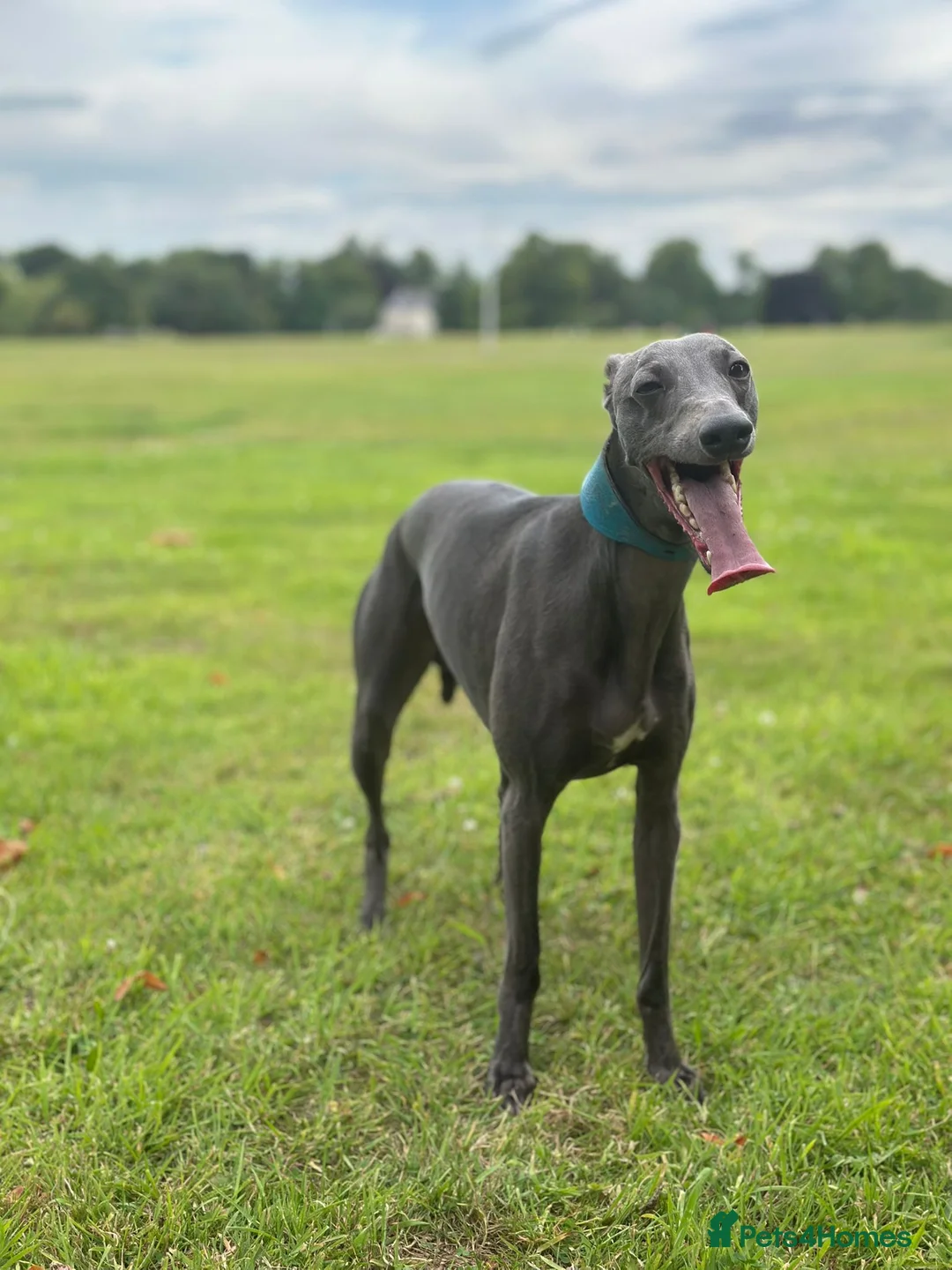 Whippet dogs for stud: Whippet for stud  in Elgin - Advert 5