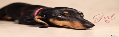 Miniature Dachshund 6