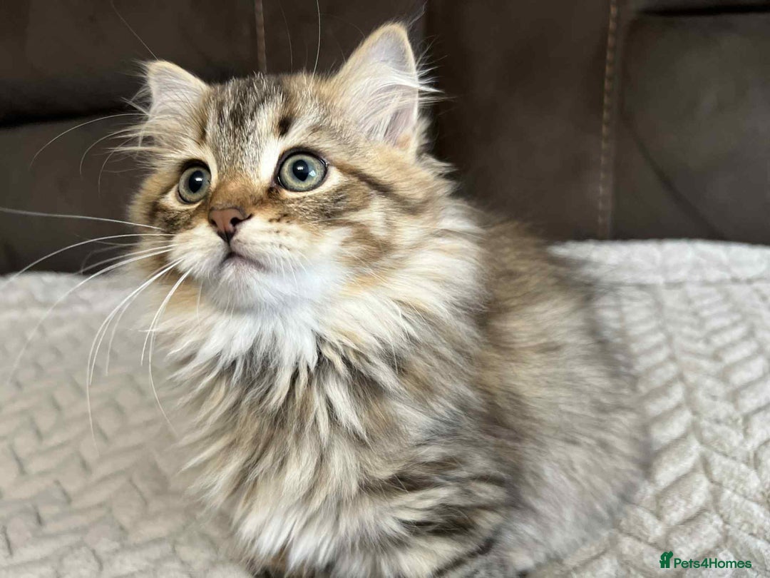 Siberian cats for sale: Purebred- Hypoallergenic Siberian Kittens - Image 31