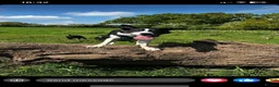 Border Collie dogs for sale: Rex in need of a new family  - Advert 14