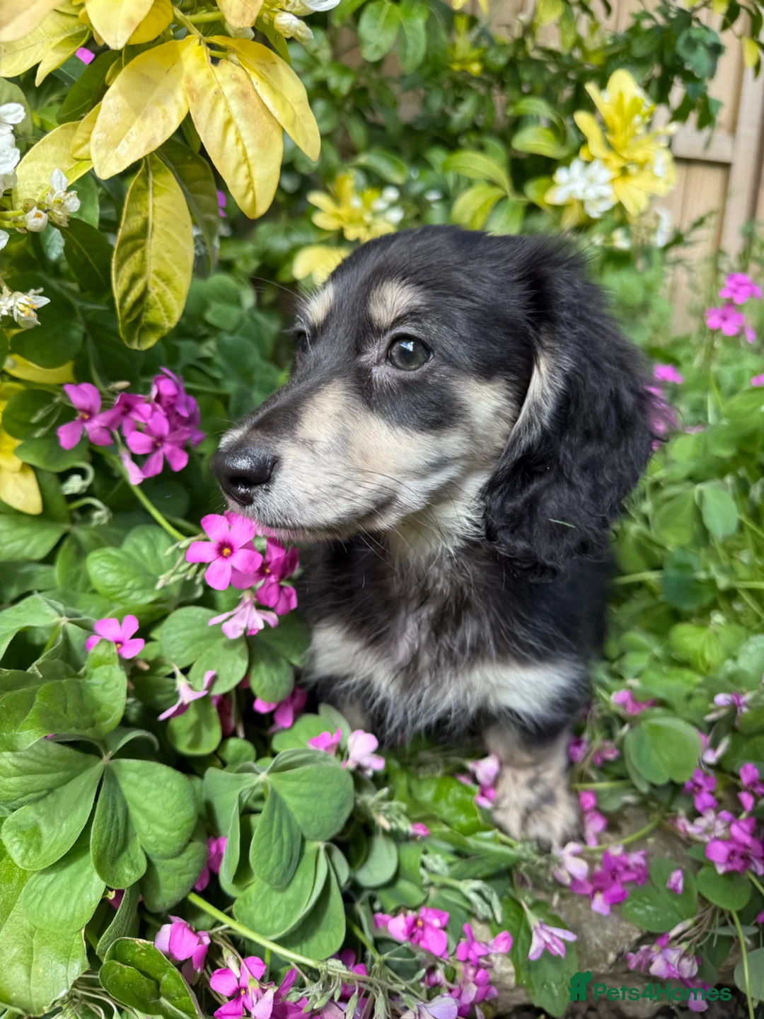 Dachshund dogs for sale: KC registered miniature long haired  - Advert 10