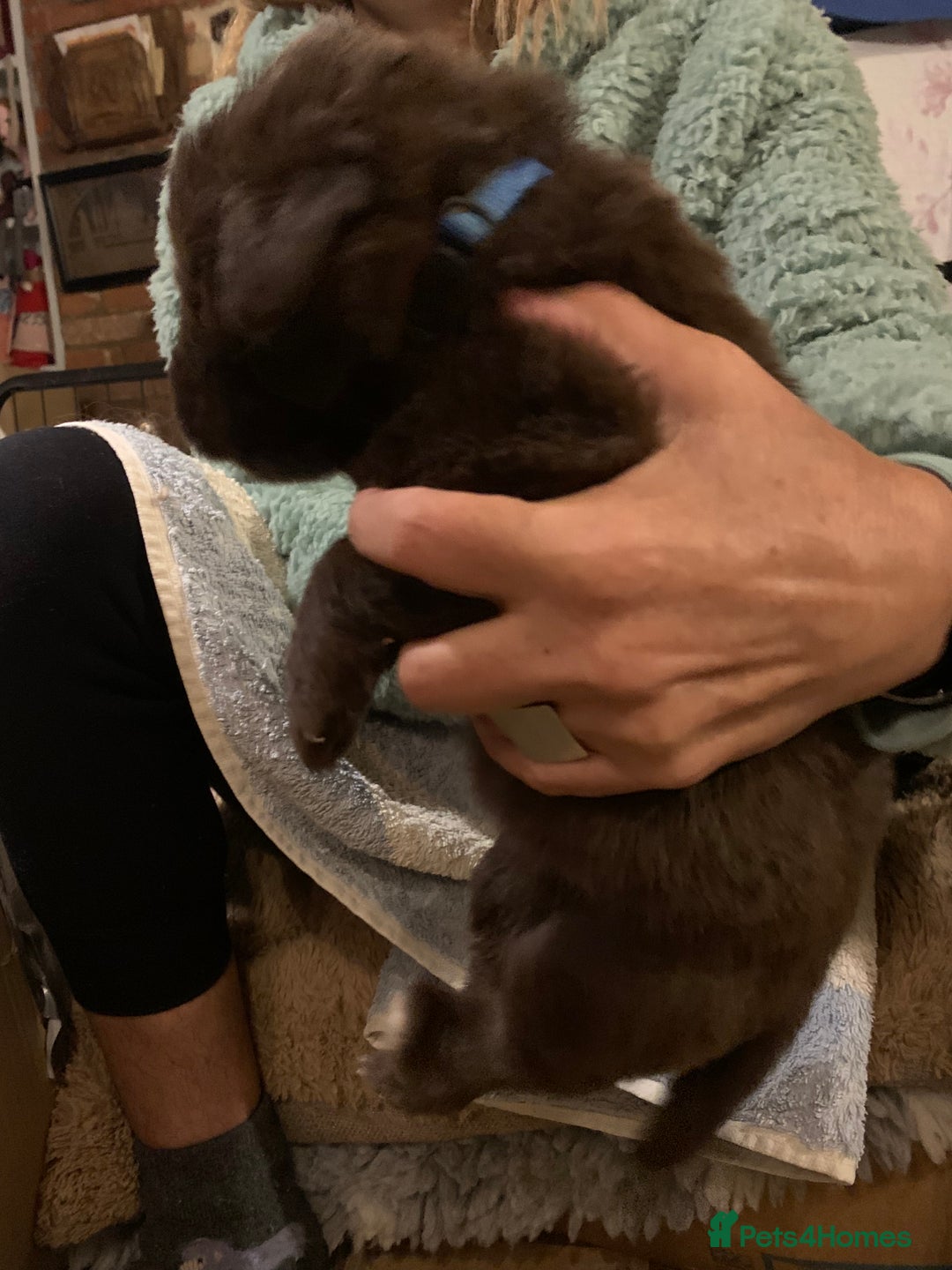 Newfoundland dogs for sale: ✨ Stunning Chocolate Newfoundland Puppies ✨ - Image 21