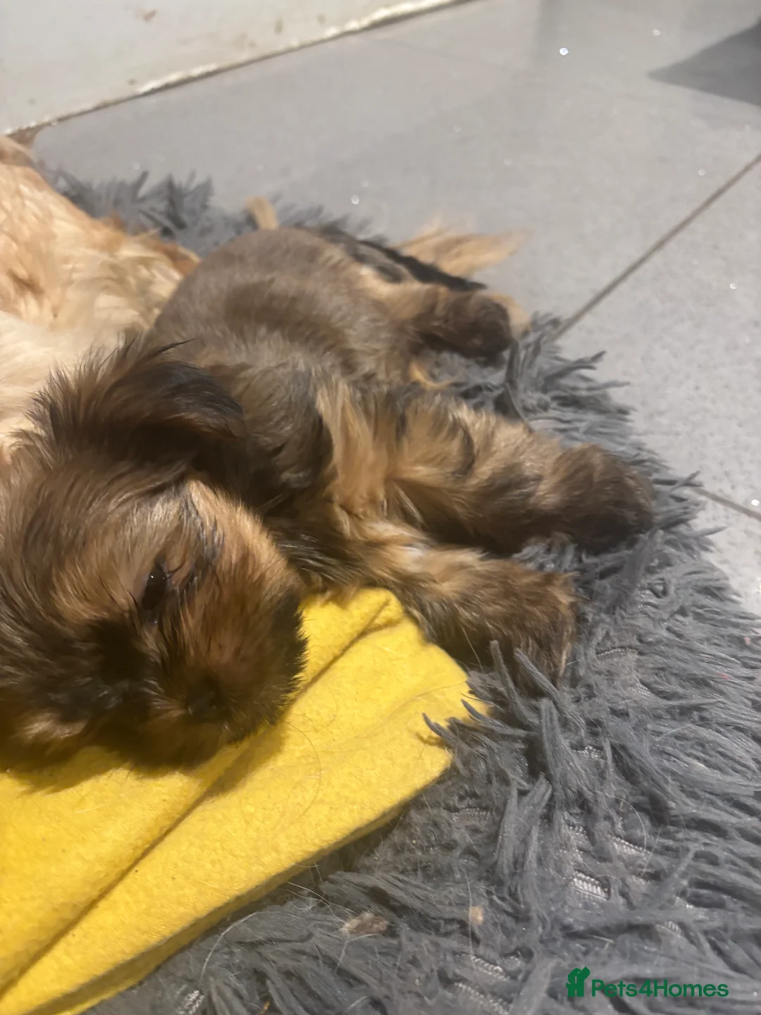 Mixed Breed dogs for sale: Lhasa x yorkie  - Advert 3