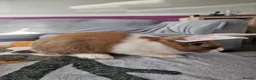 Mixed Breed rabbits for sale: Bunnies - lop/rex mix - Advert 5