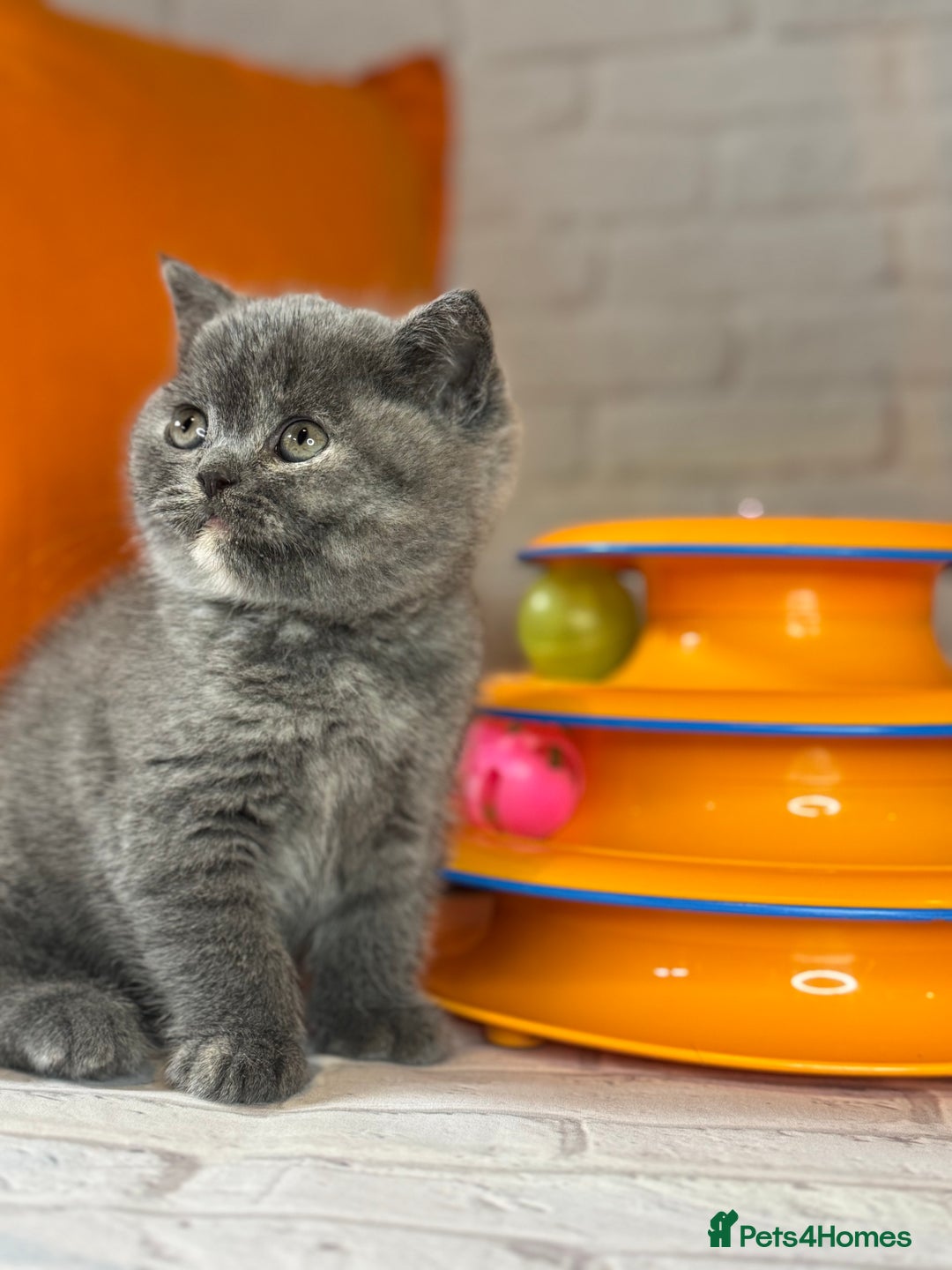 British Shorthair cats for sale: British Shorthair Kittens blue tortie  - Advert 21
