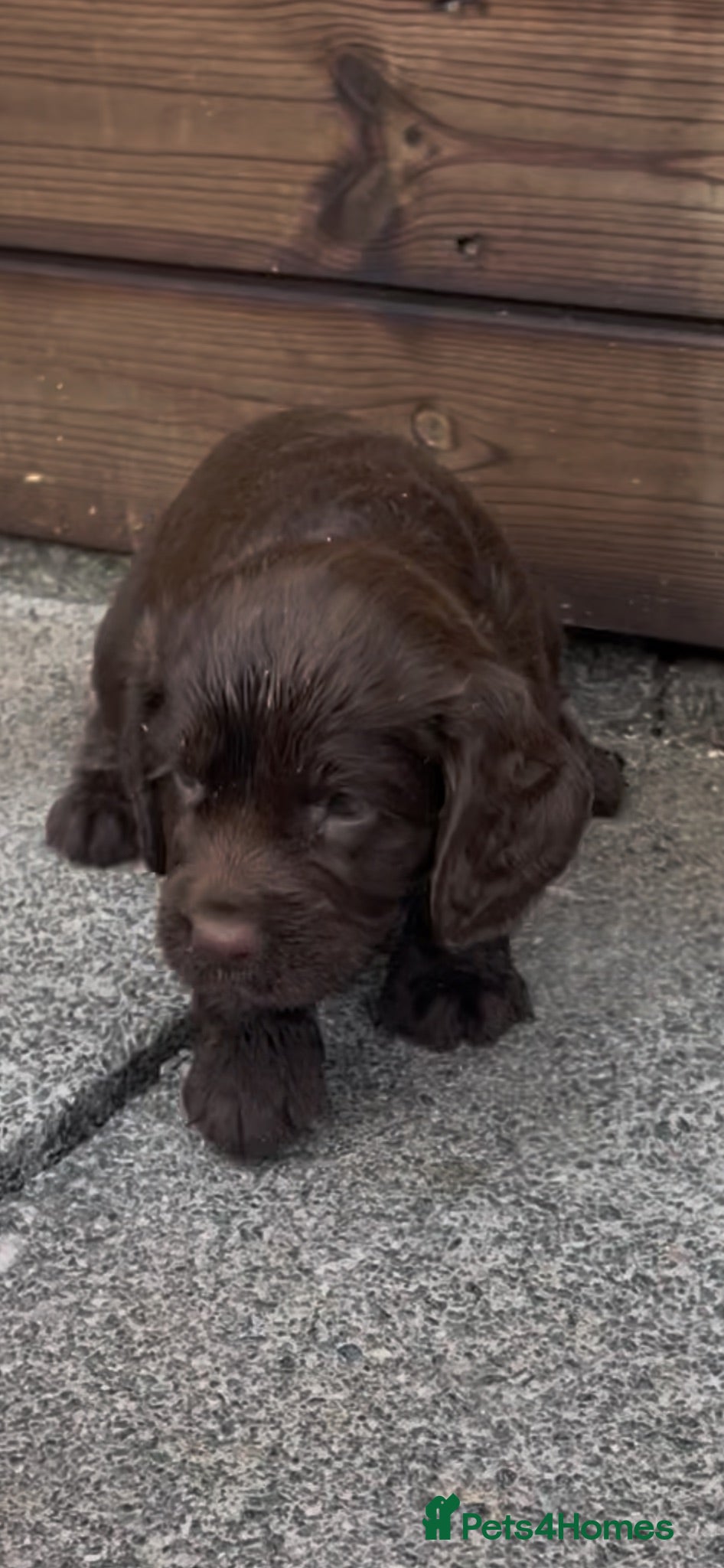 Cocker Spaniel dogs Beautiful chunky Cocker girl pups available  - Advert 7
